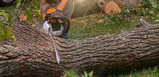 Best Stump Grinding and Removal  in Haltom City, TX