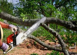 Best Tree Mulching  in Haltom City, TX