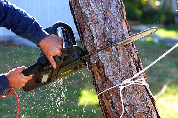 Professional Tree Services in Haltom City, TX