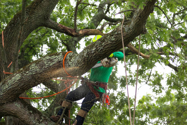 Best Root Management and Removal  in Haltom City, TX