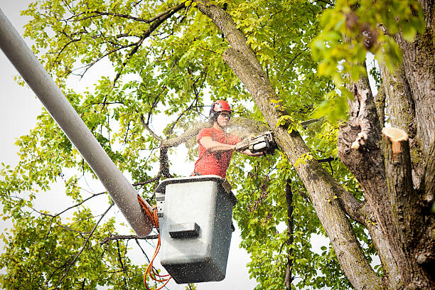 Best Arborist Consultation Services  in Haltom City, TX