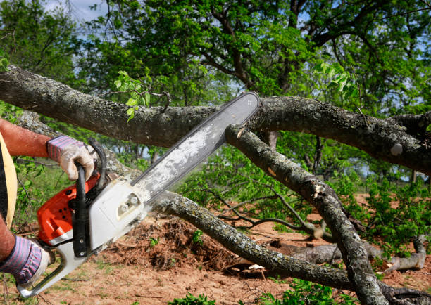 Best Tree Health Inspection  in Haltom City, TX