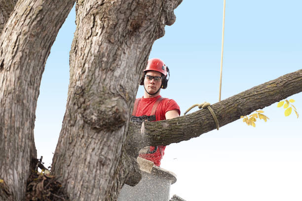 Best Palm Tree Trimming  in Haltom City, TX